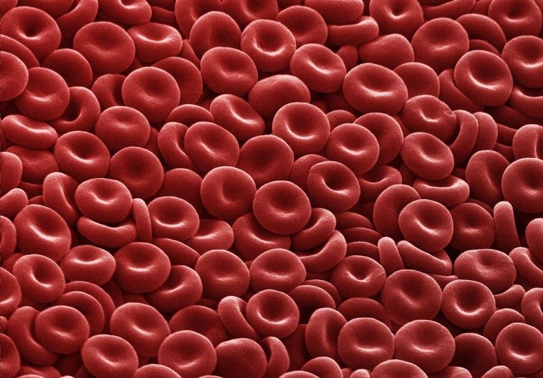 Red blood cell globuli rossi eritrociti