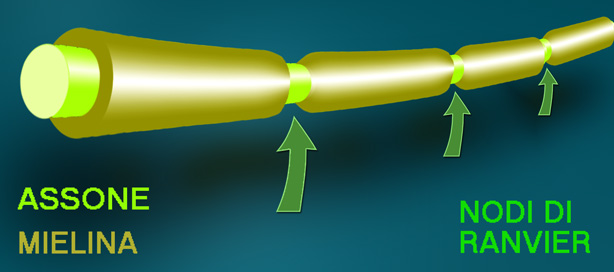 Assone mielina nodo di Ranvier nervi