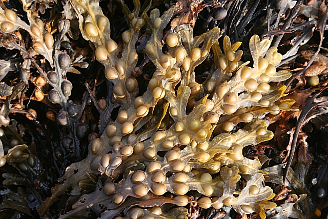 alga kelp, attivatore metabolico, dieta, dimagrire, iodio - www.alimentazione-su-misura.com